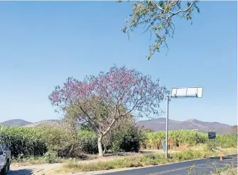  ?? / CORTESÍA ?? Fue encontrado en campos de cultivo de la comunidad de Cuexpala