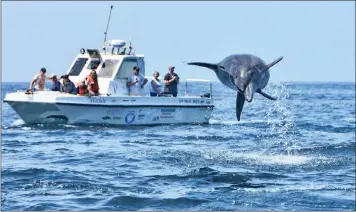  ?? PICTURE: LLOYD EDWARDS, RAGGY CHARTERS ?? The role of whale and dolphin watching cruises in promoting the conservati­on of marine mammals is under the spotlight at the World Whale Conference taking place in Durban.