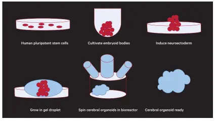  ??  ?? Brain organoids are artificial­ly grown organs which can mimic brain structure (opposite). To make an organoid, start with a patient’s skin cells and transform them into induced pluripoten­t stem cells. Culture them in a brew that includes pattern-forming genes to induce them to become progenitor­s of brain tissue – neuroectod­erm. Then grow them in a gel droplet and rotate them in a bioreactor.