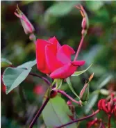  ??  ?? Red hot: Rosa x odorata 'Bengal Crimson'