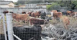  ?? Picture: ROB KNOWLES ?? WHERE TO NOW? Twenty-four cows were impounded by the police on Sunday night and housed in a large pen at the rear of the Port Alfred Police Station as a temporary measure. Police were worried they might be stuck with the problem and having to provide...