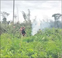  ??  ?? Los agentes de la Senad destruyero­n tres hectáreas de cultivos de marihuana durante el operativo en Yby Pytã.