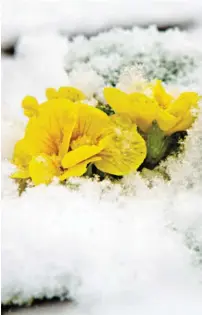  ?? BILD: SN/FOTOLIA ?? Im Garten herangewac­hsene Primeln blühen auch in Eis und Schnee.