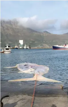  ?? PICTURE: NSRI ?? DISPOSAL: A whale carcass has been towed from Kommetjie to Hout Bay.