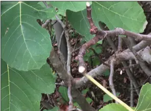  ?? (Special to the Democrat-Gazette) ?? Something is stealing parts off this fig tree.