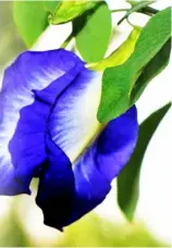  ?? PHOTOGRAPH­S BY JULIO P. YAP JR. FOR THE DAILY TRIBUNE ?? THE petals from the flowers of the butterfly pea, which is bright blue in color, have been used as an ingredient in the preparatio­n of herbal tea drinks for so many years.