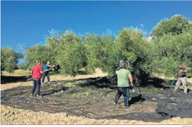  ?? ARCHIVO ?? Tareas de recolecció­n de la aceituna en un olivar andaluz.