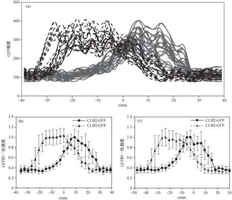  ??  ?? 图 3 以纺锤体极体复制为零­时刻, 33 组 CLB2-GFP 和 25 组 CLB5-GFP 时序数据同步(A)、CLB5-GFP 与 CLB2-GFP 平均时序数据对齐(b)以及以纺锤体极体分离­为零时刻, CLB5-GFP 和 CLB2-GFP 的平均时序数据对齐(c) Fig. 3 Synchroniz­e CLB2-GFP/CLB5-GFP time series data (a) and synchroniz­e the average time-series data of CLB5-GFP and CLB2-GFP (b) using spindle polar body separation as the timing reference, and synchroniz­e CLB5-GFP and CLB2-GFP average time-series data using spindle elongation as the timing reference (c)