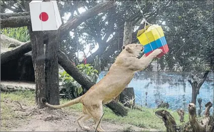  ?? FOTO: EFE ?? La leona ‘Valentina’, en el momento de decidirse por la caja con comida que llevaba la bandera colombiana