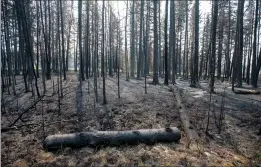  ?? CP PHOTO JASON FRANSON ?? The risk of wildfires remains high in Western Canada but the situation is currently better than it was at this time last year. Burned trees are seen in Drayton Valley on May 17, 2023.