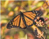  ?? Kathy Adams Clark / KAC Production­s ?? Monarch butterflie­s that migrate through the area are on the decline.