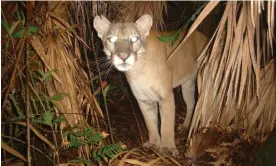  ?? Photograph: Florida Fish and Wildlife ?? Fewer than 250 of Florida’s panthers remain in the wild, according to officials.