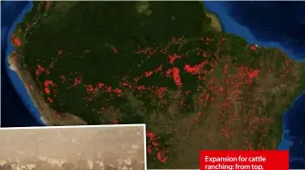  ??  ?? Expansion for cattle ranching: from top, satellite images of the Amazon fires; an area of deforestat­ion; bulls at a cattle feedlot in the Amazon.