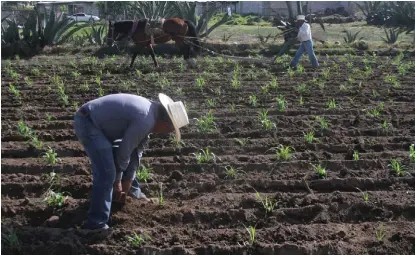  ?? JORGE SÁNCHEZ ?? Los campesinos buscan solución a sus problemas.