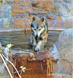  ??  ?? La sección ocupará el 20 por ciento de la superficie del zoológico