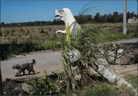  ?? ?? A dog walks Nov. 8 past a sculpture of a dinosaur displayed in the front yard of bricklayer Daniel Niz in the Sol de Oro neighborho­od of Ezeiza, Argentina.