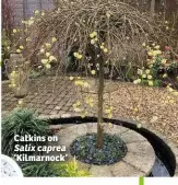  ??  ?? Catkins on Salix caprea ‘Kilmarnock’