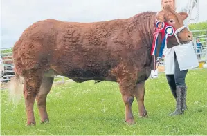  ??  ?? Limousin cross heifer Lady Moo Moo had great success in 2015