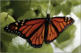  ?? CAROLYN KASTER — THE ASSOCIATED PRESS FILE ?? A monarch butterfly rests on a Swedish Ivy plant soon after emerging in Washington on June 2, 2019.