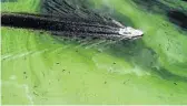  ?? PEDRO PORTAL/MIAMI HERALD ?? A boat crosses an algae bloom last summer on the Caloosahat­chee River.