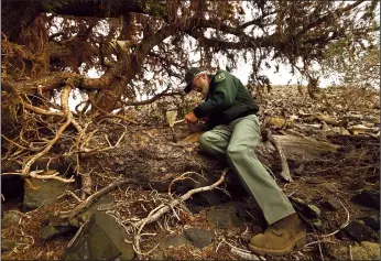  ?? CAROLYN COLE/LOS ANGELES TIMES/TNS ?? U.S. Forest Service pathologis­t Martin MacKenzie takes a sample from a dying bristlecon­e pine.