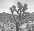  ?? JAY CALDERON/PALM SPRINGS DESERT SUN ?? WildEarth Guardians first asked the Fish and Wildlife Service in 2015 to list the Joshua tree as “threatened.”