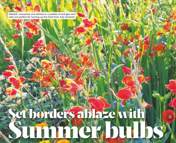  ??  ?? Gladioli, crocosmia and dahlias in a palette of oranges and reds are perfect for turning up the heat from July onwards