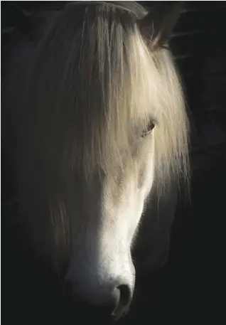  ?? cover: tennessee walking horse, photo by christiane slawik ??