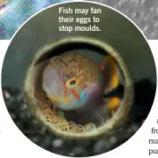  ??  ?? Fish may fan their eggs to stop moulds.