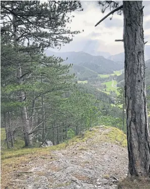  ?? Ulrike Weiser ?? Aussicht ohne Anstrengun­g: Für den Fernblick wurden Schneisen in den Wald geschlagen.