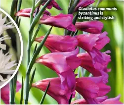  ??  ?? Gladiolus communis byzantinus is striking and stylish