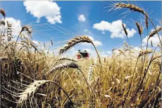  ??  ?? TRIGAL. Desde Opypa se está proyectand­o un rendimient­o promedio de 3,9 toneladas en esta zafra.