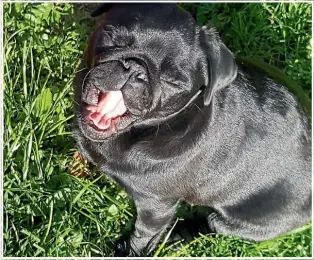  ??  ?? Fred, the 6-month-old pure bred pug, is rambunctio­us, boisterous, and very hungry.