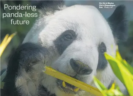  ?? Photo / AP ?? Xin Xin in Mexico City’s Chapultepe­c Zoo.