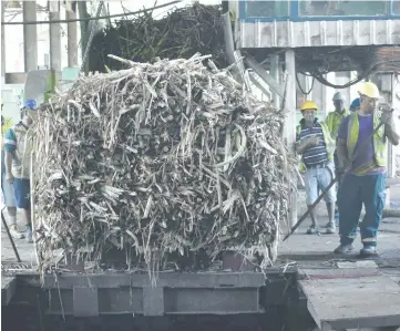  ?? Photo: Nacaniela Tuilevuka ?? Sugar cane unloaded at the Labasa Mill as the crushing season ends.