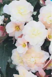  ??  ?? Creamy-pink flowers of Sweet Pearl Cascade.