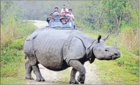  ?? PTI FILE ?? Kaziranga National Park has lost four rhinos to poachers so far this year. Over 127 rhinos have been killed in the last decade, prompting widespread criticism against the 15-year Congress rule in the state.