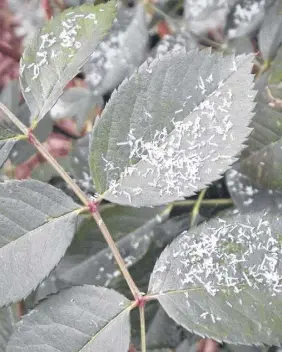  ??  ?? A first glance, Derrick Dezeeuw thought there were insects on the leaves of his rose bush. No bugs here Derrick.