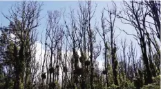  ??  ?? PAHOA: This Dec. 17, 2015 photo provided by the Hawaii State Department of Land and Natural Resources shows ohia lehua trees hit by the rapid ohia death fungus. — AP