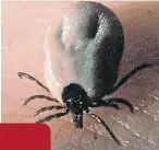  ?? ?? infecTion Tick bites can carry Lyme disease