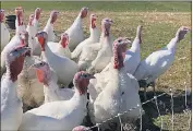  ?? SUBMITTED PHOTO ?? Turkeys at Springfiel­d Farm in Sparks gather earlier this month.