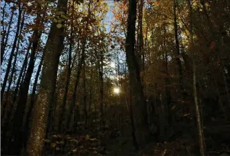  ??  ?? La forêt, aussi un enjeu écologique et économique.