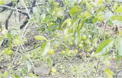  ?? ?? El huracán afectó el cultivo de chinas.