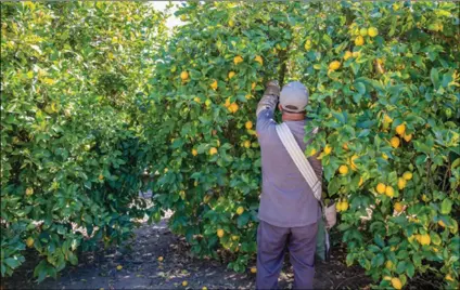  ?? PHOTO SILAS FALLSTICH, CALIFORNIA FARM BUREAU FEDERATION ?? An employee harvests lemons from a Ventura County grove. Marketers say farmers’ returns on lemons will be significan­tly lower this season. Sales to restaurant­s and other food-service customers dropped sharply during pandemic-related shutdowns. Though retail sales have increased, that hasn’t made up for the drop in food-service purchases.