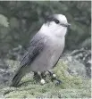  ?? BRUCE DI LABIO ?? The gray jay, or whiskey jack, was selected Wednesday night by Canadian Geographic as Canada’s national bird.