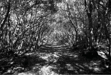  ??  ?? A walking path in the forest.