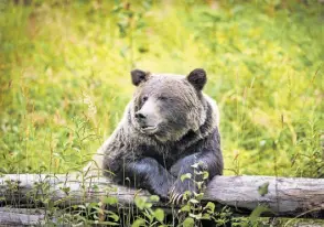  ?? SHUTTERSTO­CK ?? Majestätis­che Grizzly-Bären können Sie in ihrer natürliche­n Umgebung bei der Futtersuch­e oder beim Faulenzen in der Sonne beobachten.