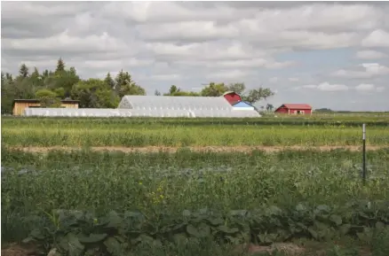  ??  ?? The pastoral setting of Prairie heritage Farm/Blue Truck Bread in Power, Montana, is peaceful and productive.