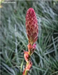  ??  ?? Puya venusta.