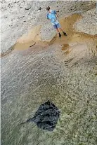  ?? PHOTO: ROB GREENAWAY ?? A stingray moves into the shallows at Elmslie Bay